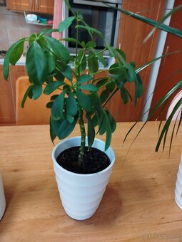 Izbové rastliny - 3