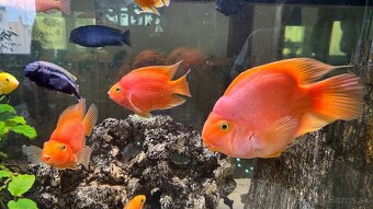 Predám Red Parrot 20cm/40€ - 3