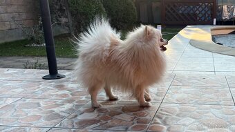 Krásny, láskyplný, čistokrvný pomeranian na krytie - 3