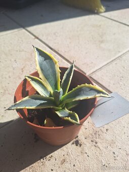 Agave americana - 3