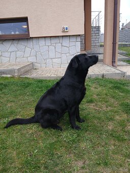 Labrador šteniatka - 3