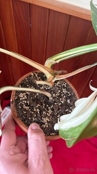 monstera albo variegata - 3