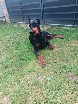 Doberman s PP - 3