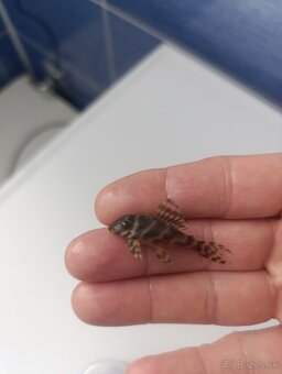 L333- Hypancistrus - King Tiger pleco - 3