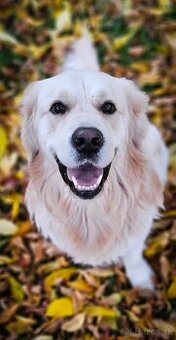 Zlatý retriever s PP - krytie - 3