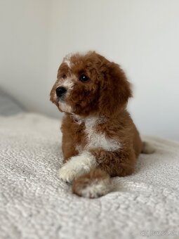 Cavapoo psík - 3