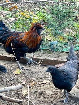 Ayam cemani kohút a dve sliepocky - 3