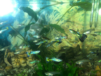 Predám gupky mix - 3