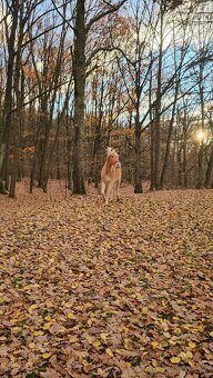 Dochádzka ku koňom - 3