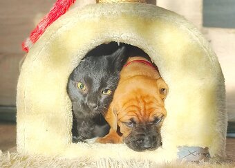 TOSA INU s PP (FCI) - 3