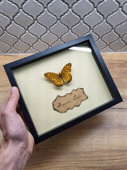Motýle v ráme - 3