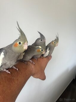 Korely ručne dokrmena Krotká - 3