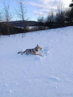 Česko Slovenský vlčiak - 3