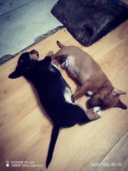 Predám šteniatka jazvečíka - 3