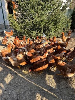 Vysokoznáškové nosnice / mládky - 3