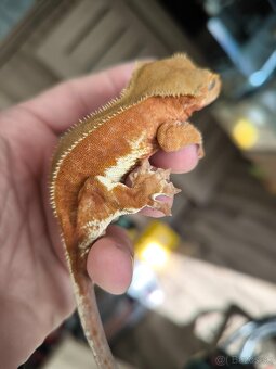 Pagekon riasnaty - 3