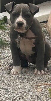Pitbul - 3