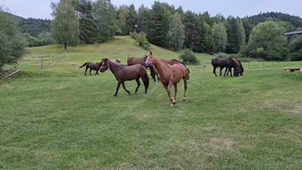 Kobylka 3 ročná,žrebček 2ročný - 3