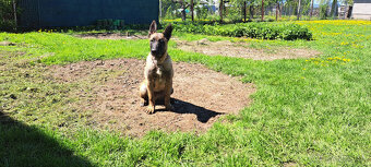 belgický ovčiak , malinois - 3