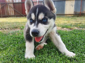 Šteniatka sibírsky husky - 3