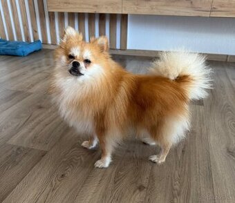 Pomeranian mini - 3
