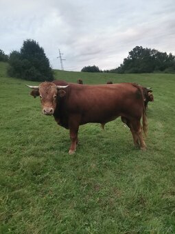 Býk na pripúšťanie - 3