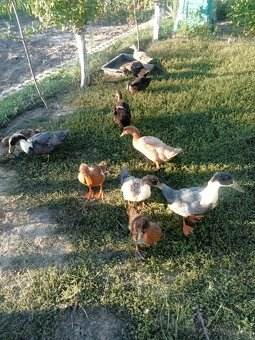 Saské a ruánske kačky - 3