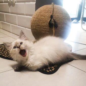 Mačiatka plemena ragdoll na adopciu zadarmo. - 3