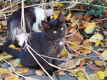 Darujeme krásne mačiatka - 3