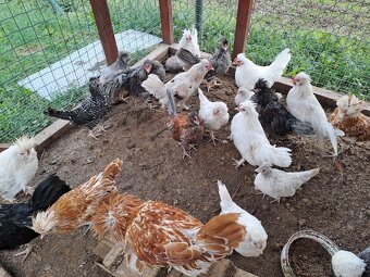 Paduánka kohúty - 3