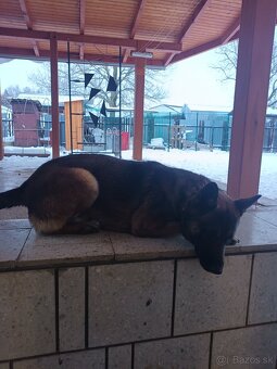 Belgický ovčiak - 3