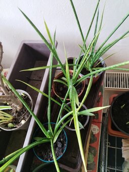 Svokryne jazyky mladé rastliny - 3