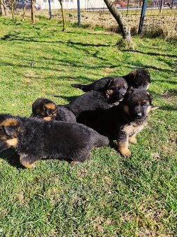 Nemecký ovčiak šteniatka - 3