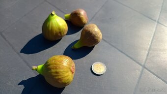 Predám figovníky - 3