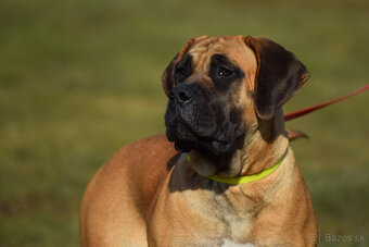 búrský buldok- boerboel-feny-garance zdravých kloubů - 3