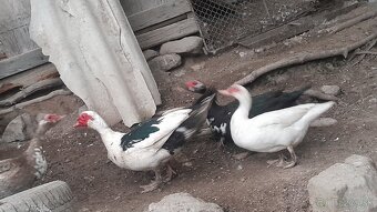 Pyžmové kačky - 3