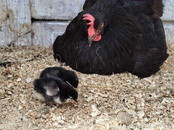 kuriatka marans + kvočka - 3