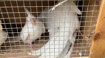 Korely albin bielohlave - 3