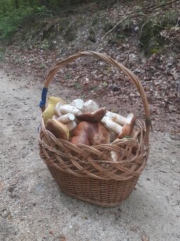 Predám sušené dubaky - 3