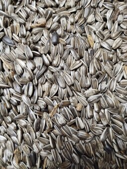 Slnečnica čierna, pásikova,biela - 3