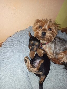 Yorkshirsky terier - 3