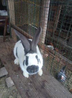 Nemecký obrovitý strakáč - 3