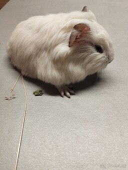 Morské prasiatko - 3