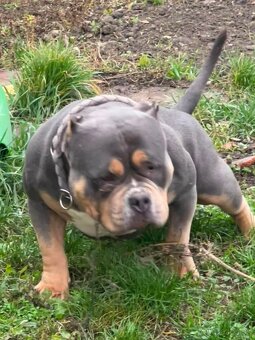 American bully - 3