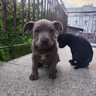 Americký pitbulterier pitbul pitbull - 3