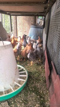 Araucana divosfarbená - 3