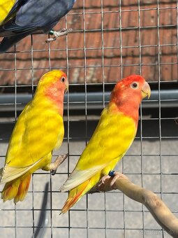 Agapornis ružovohrdly opalin - 3