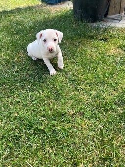 Jack Russell terier - 3