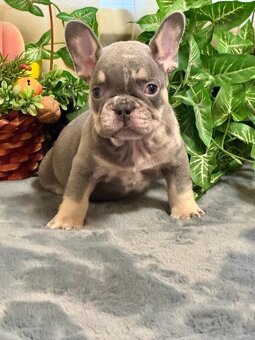 Francúzsky buldoček,buldog,bulldog krásne farby - 3