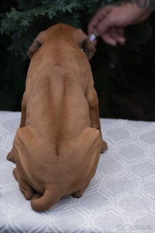 rhodesian ridgeback s PP nestandartni pejsek💙 - 3